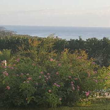 Bed and Breakfast Colle Selvotta Vasto - Il giardino