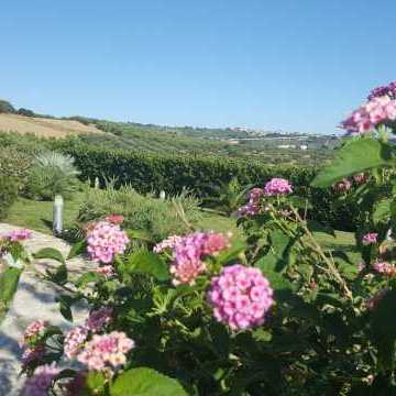 Bed and Breakfast Colle Selvotta Vasto - Il giardino