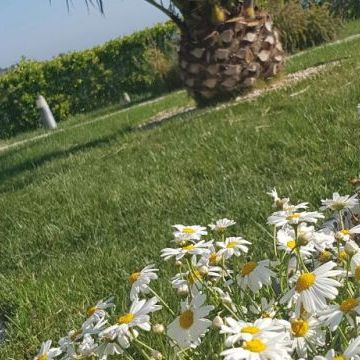 Bed and Breakfast Colle Selvotta Vasto - Il giardino